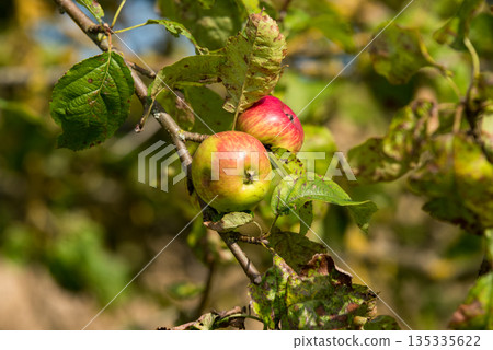 A bunch of apples hanging from a tree. The apples are red and shiny. A bunch of apples hanging from a tree. The apples are red and shiny. 135335622