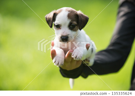 Puppy Jack Russell terrier in hands on nature Puppy Jack Russell terrier in hands on nature 135335624