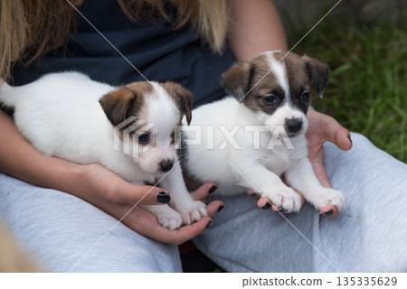 Puppies Jack Russell terrier in hands on nature 135335629