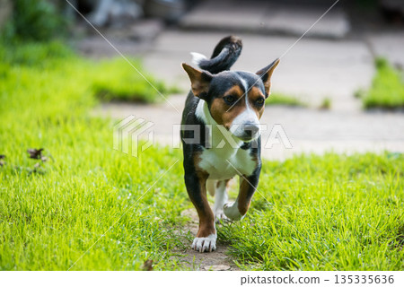 Basenji dog on a walk in the fresh air Basenji dog on a walk in the fresh air 135335636