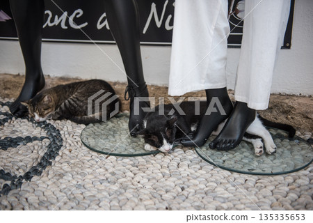 Sleeping cat in Lindos Greece 135335653