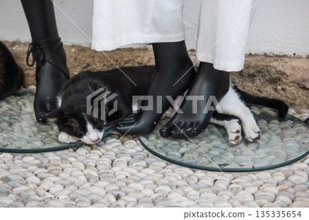 Sleeping cat in Lindos Greece 135335654