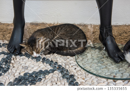 Sleeping cat in Lindos Greece 135335655