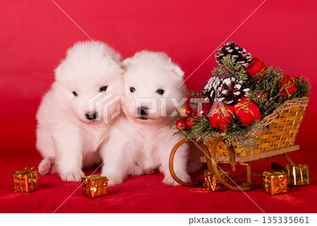 Christmas puppies. Samoyed puppies dogs on Christmas red background Christmas puppies. Samoyed puppies dogs on Christmas red background 135335661