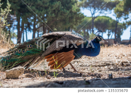 Peacocks walking in the garden at Filerimos hill on Rhodes island in Greece 135335670