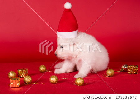 Christmas Santa puppy in a hat. Samoyed puppy dog on Christmas red background. Merry Christmas 135335673