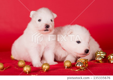 Christmas puppies. Two Samoyed puppies dogs on Christmas red background. Merry Christmas 135335676