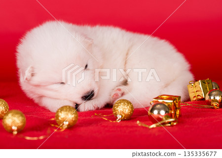Christmas puppy. Samoyed puppy dog on Christmas red background. Merry Christmas 135335677