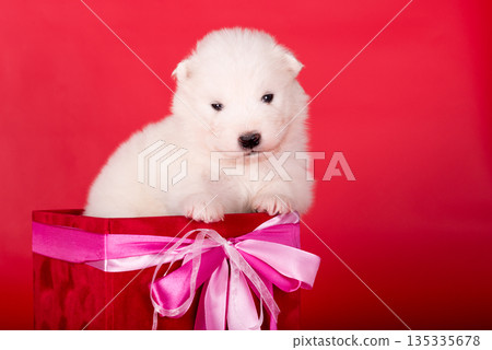 White fluffy small Samoyed puppy dog in a gift red box White fluffy small Samoyed puppy dog in a gift red box 135335678