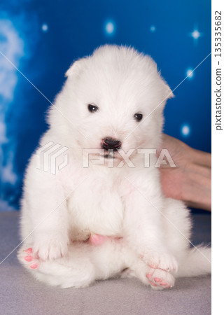 White fluffy small Samoyed puppy dog is on blue background 135335682