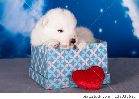 White fluffy small Samoyed puppy dog with heart on box is on blue background 135335683