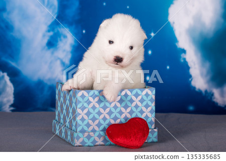 White fluffy small Samoyed puppy dog with heart on box is on blue background White fluffy small Samoyed puppy dog with heart on box is on blue background 135335685