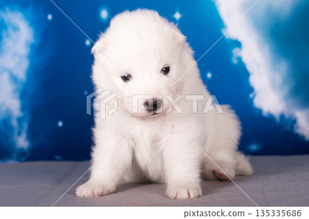 White fluffy small Samoyed puppy dog is on blue background White fluffy small Samoyed puppy dog is on blue background 135335686