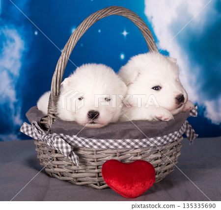 Two White fluffy small Samoyed puppies dogs are on blue background Two White fluffy small Samoyed puppies dogs are on blue background 135335690