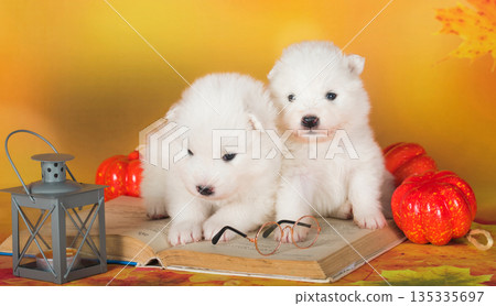 Two White fluffy Samoyed puppies dogs with book Two White fluffy Samoyed puppies dogs with book 135335697