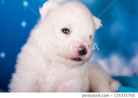 White fluffy small Samoyed puppy dog is on blue background White fluffy small Samoyed puppy dog is on blue background 135335700