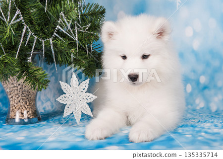 Samoyed puppy with Christmas tree. Christmas greeting card with Samoyed dog Samoyed puppy with Christmas tree. Christmas greeting card with Samoyed dog 135335714