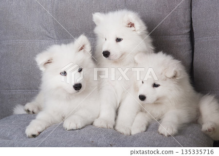 Three white and fluffy Samoyed puppies are sitting on a gray wooden sofa 135335716