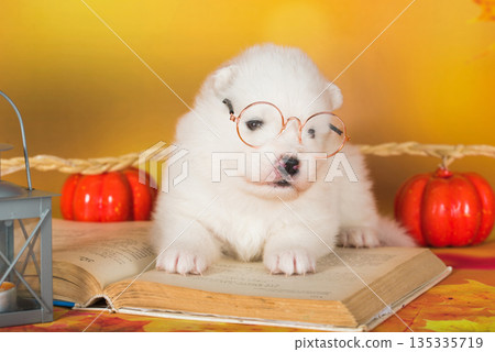 White fluffy Samoyed puppy dog with book White fluffy Samoyed puppy dog with book 135335719