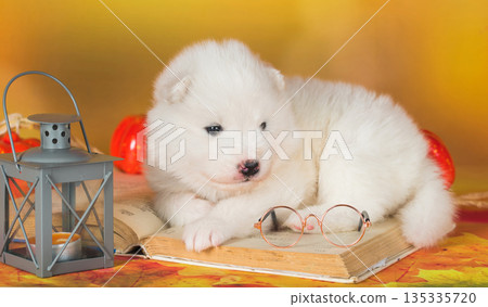White fluffy Samoyed puppy dog with book White fluffy Samoyed puppy dog with book 135335720
