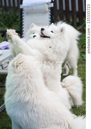 Samoyed dog asks for a treat Samoyed dog asks for a treat 135335723
