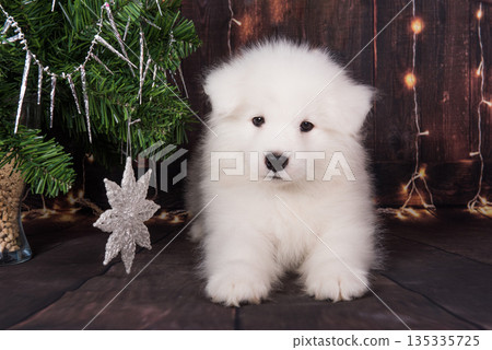 Samoyed puppy with Christmas tree. Christmas greeting card with Samoyed dog Samoyed puppy with Christmas tree. Christmas greeting card with Samoyed dog 135335725