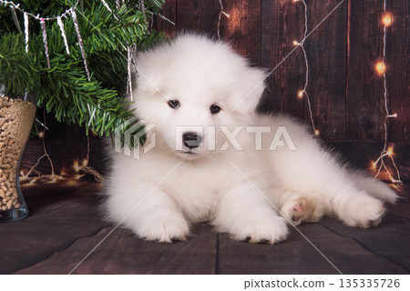 Samoyed puppy with Christmas tree. Christmas greeting card with Samoyed dog 135335726