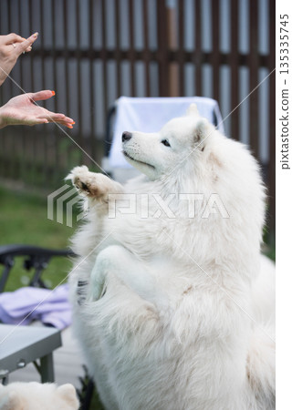 Samoyed dog asks for a treat Samoyed dog asks for a treat 135335745
