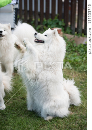Samoyed dog asks for a treat Samoyed dog asks for a treat 135335746