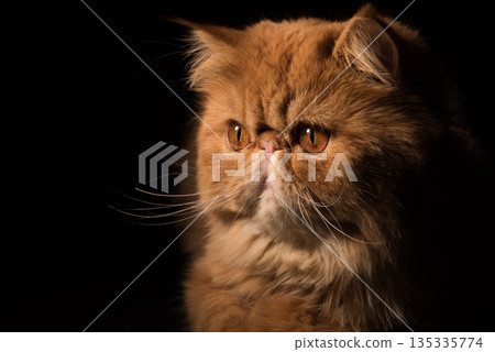 Persian Exotic Longhair cat is on black background 135335774