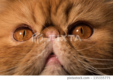 Persian Exotic Longhair cat. Close up portrait of 135335775