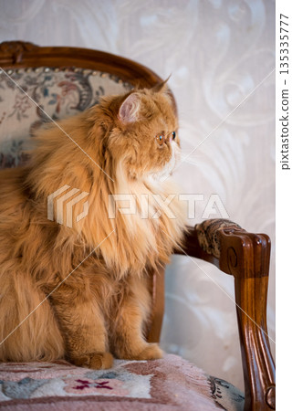Red Longhair Persian exotic cat close up Red Longhair Persian exotic cat close up 135335777