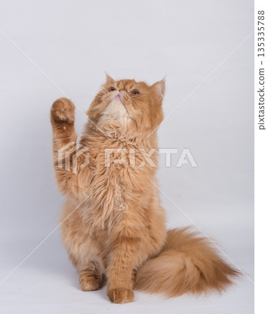Persian Exotic Longhair cat is on white background. The cat raised his paw up Persian Exotic Longhair cat is on white background. The cat raised his paw up 135335788