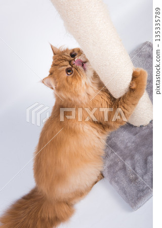 Red Persian Exotic Longhair cat sharpens its claws on the scratching post Red Persian Exotic Longhair cat sharpens its claws on the scratching post 135335789