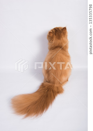 View from back of Persian Exotic Longhair cat is on white background. Fluffy red tail of a cat View from back of Persian Exotic Longhair cat is on white background. Fluffy red tail of a cat 135335798