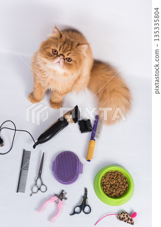 Persian red haired domestic cat grooming supplies grooming tools on white Persian red haired domestic cat grooming supplies grooming tools on white 135335804