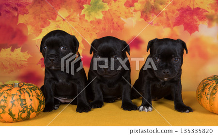 Three cute little puppiesy with a pumpkin Three cute little puppiesy with a pumpkin 135335820