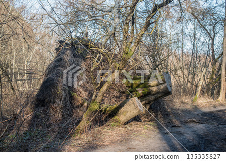 Old rotting tree logs in an ancient forest 135335827
