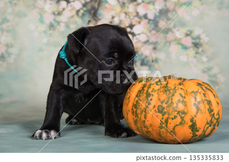 Cute little puppy with a pumpkin 135335833
