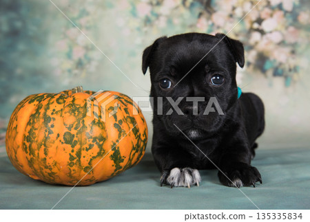 Cute little puppy with a pumpkin 135335834