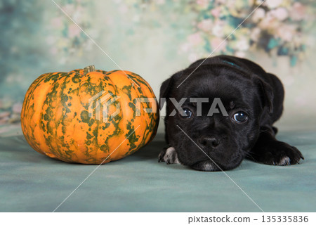 Cute little puppy with a pumpkin Cute little puppy with a pumpkin 135335836