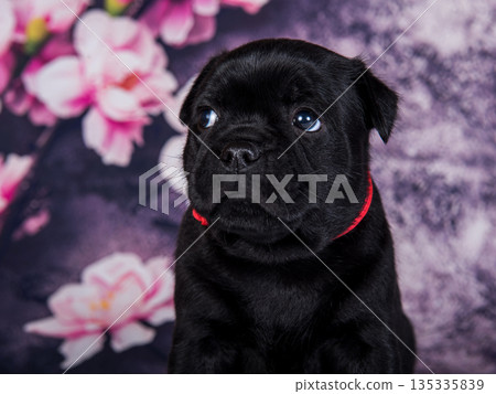American Staffordshire Bull Terrier dog puppy on flowers background American Staffordshire Bull Terrier dog puppy on flowers background 135335839