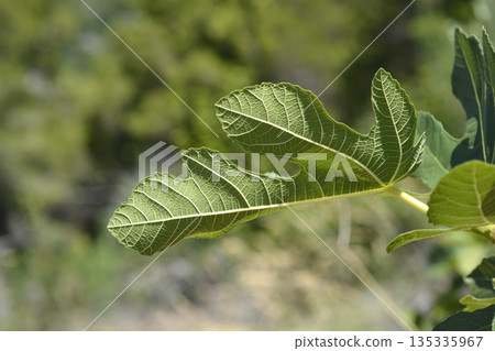 Common fig Common fig 135335967