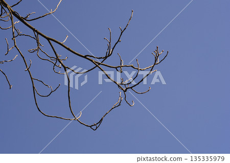 Yellow buckeye 135335979