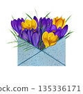Violet and yellow crocuses with green leaves in an blue envelope. Watercolor digital illustration 135336171