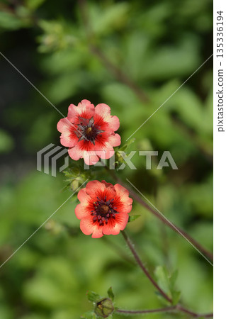 Cinquefoil Roxana Cinquefoil Roxana 135336194