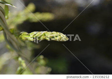 Black bryony 135336212