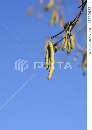 Common hazel Common hazel 135336254