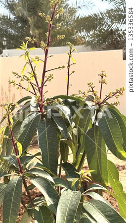 Bright Scene With Budding Mango, Serene Garden Setting With Fresh Mango Tree And Radiant Sunlight, Hopeful Gardening Scene Showcasing Tender Mango Sapling With Dazzling Leaves And Early Blossoms Bright Scene With Budding Mango, Serene Garden Setting With Fresh Mango Tree And Radiant Sunlight, Hopeful Gardening Scene Showcasing Tender Mango Sapling With Dazzling Leaves And Early Blossoms 135336584