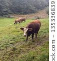 Three cows grazing on a green pasture with one animal looking directly at the camera. Rural landscape with forest background in soft natural light 135336839